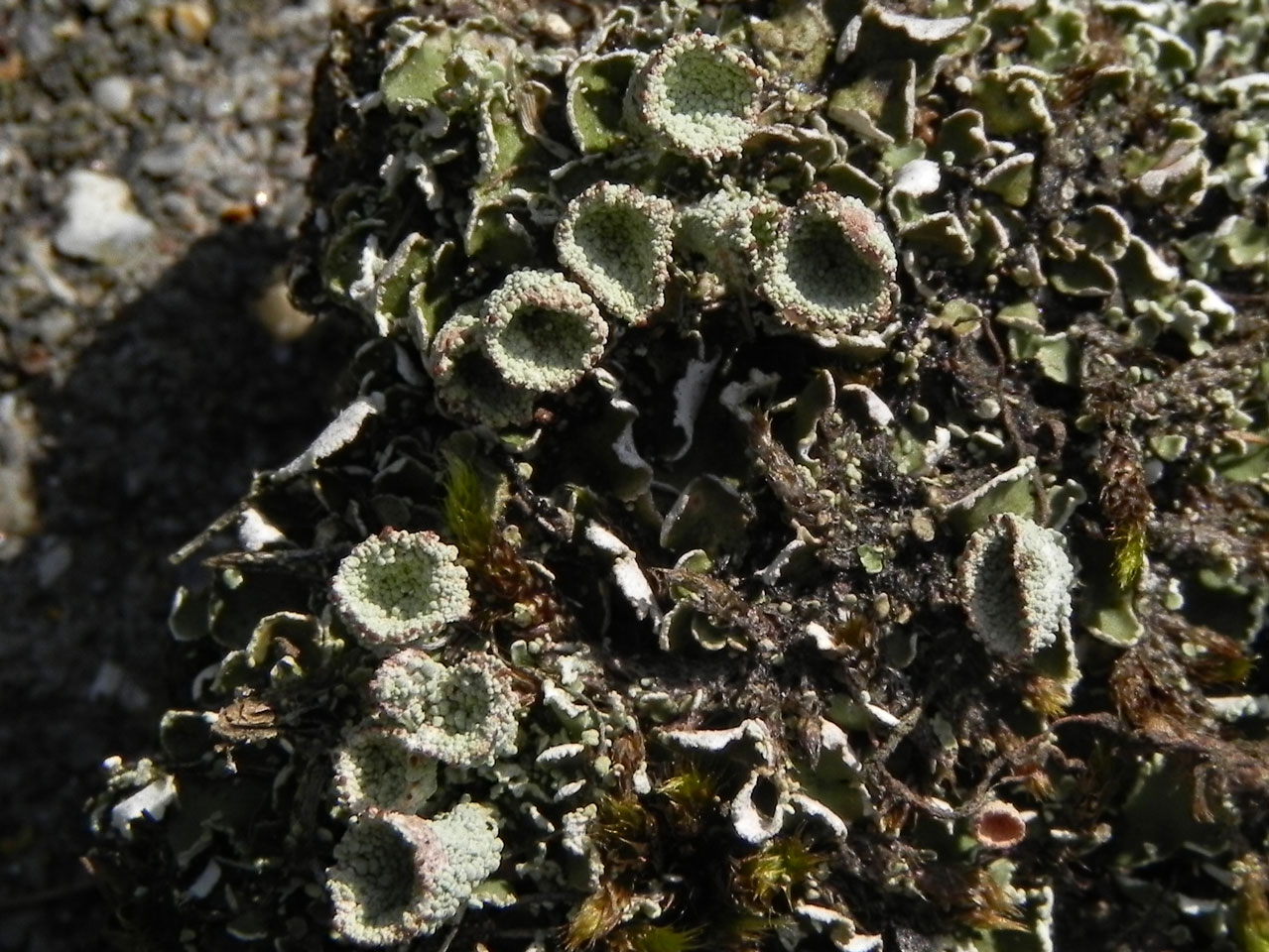 Cladonia humilis schizidiate morph, Yew Tree Heath, New Forest