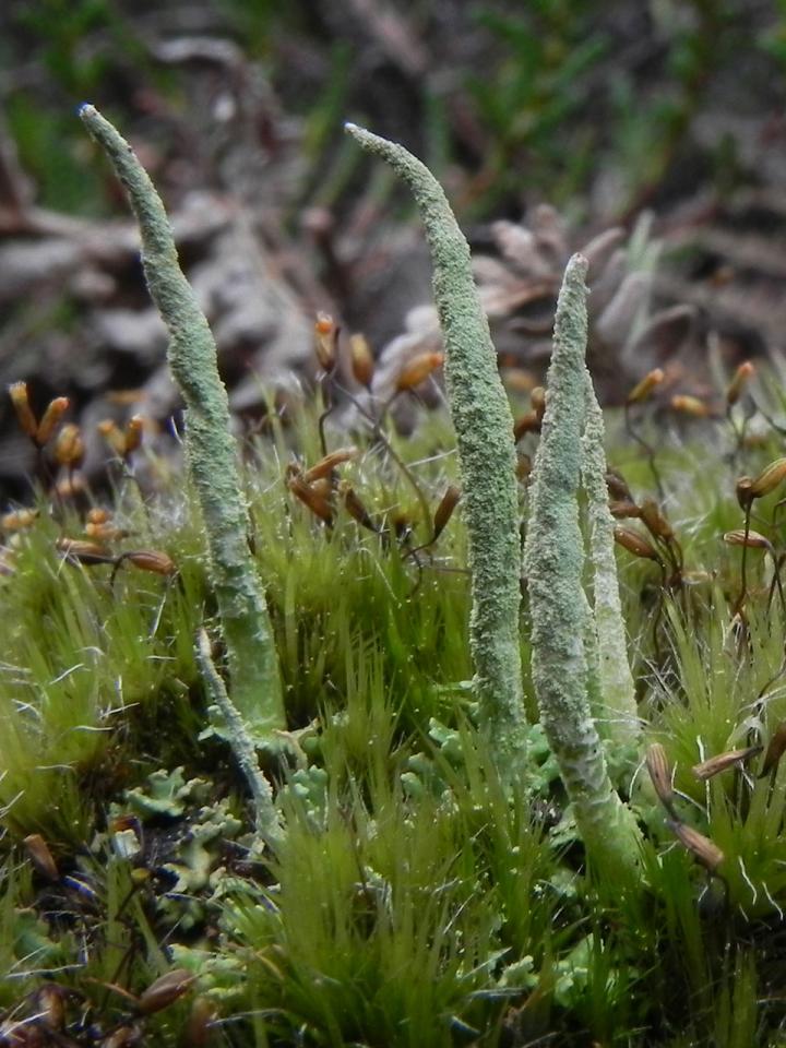 Cladonia cornuta, in canopy gap in humid heath, Goatspen Plain, New Forest © Neil A Sanderson Cladonia cornuta, Goatspen Plain, New Forest