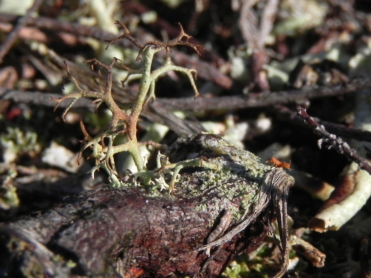 Cladonia ciliata var. ciliata, Pilmore Gate Heath, New Forest