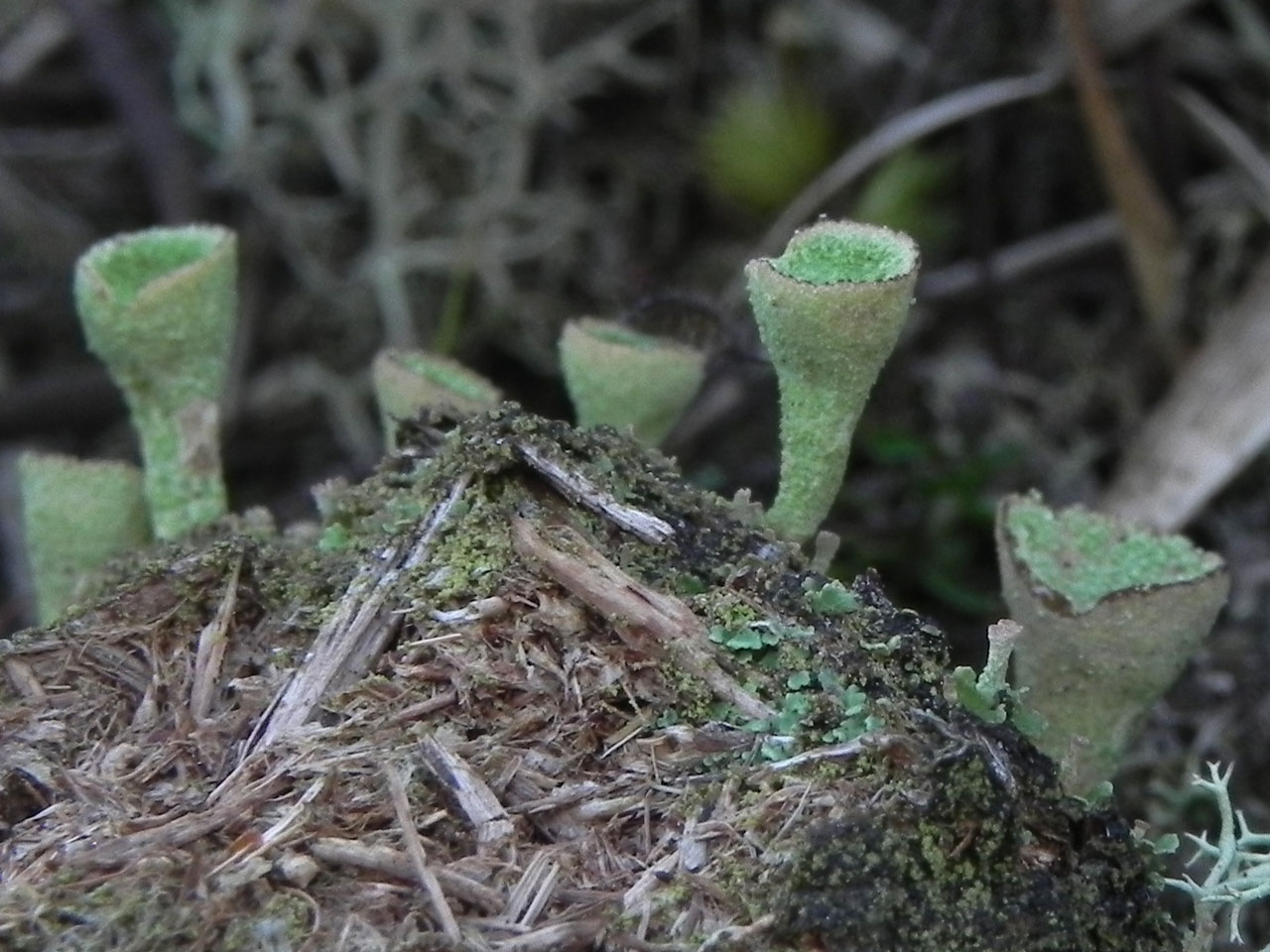 Cladonia chlorophaea s. str., New Forest