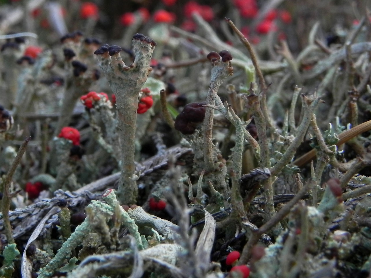 Cladonia phyllophora, young podetia in mixed Cladonia stand, White Moor, Lyndhurst, New Forest © Neil A Sanderson Cladonia phyllophora, White Moor, Lyndhurst, New Forest
