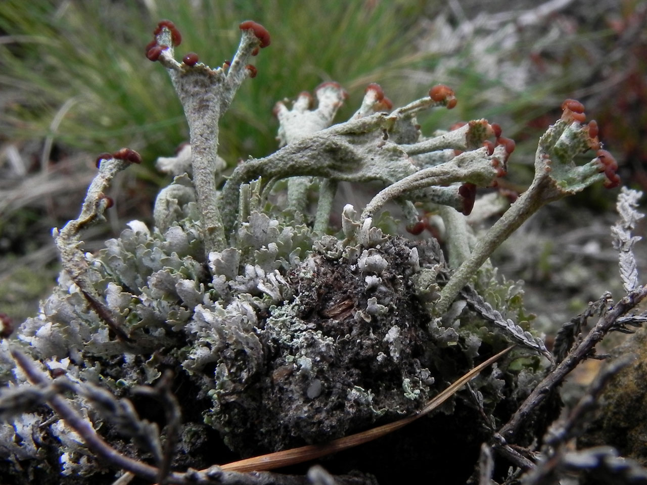 Cladonia phyllophora, in a hollow way in heathland, Ogdens, New Forest © Neil A Sanderson Cladonia phyllophora, Ogdens, New Forest