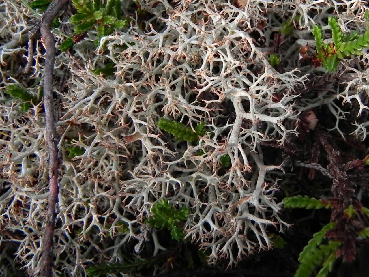 Cladonia ciliata var. ciliata, Ogdens, New Forest 
