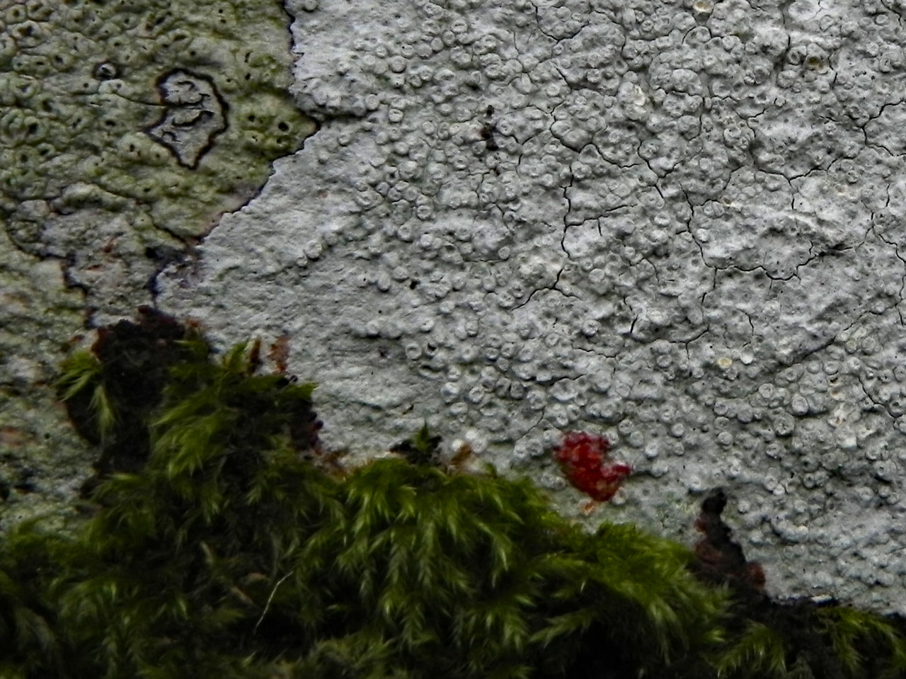 Varicellaria velata, Parc Dolmelynllyn, Meirionnydd