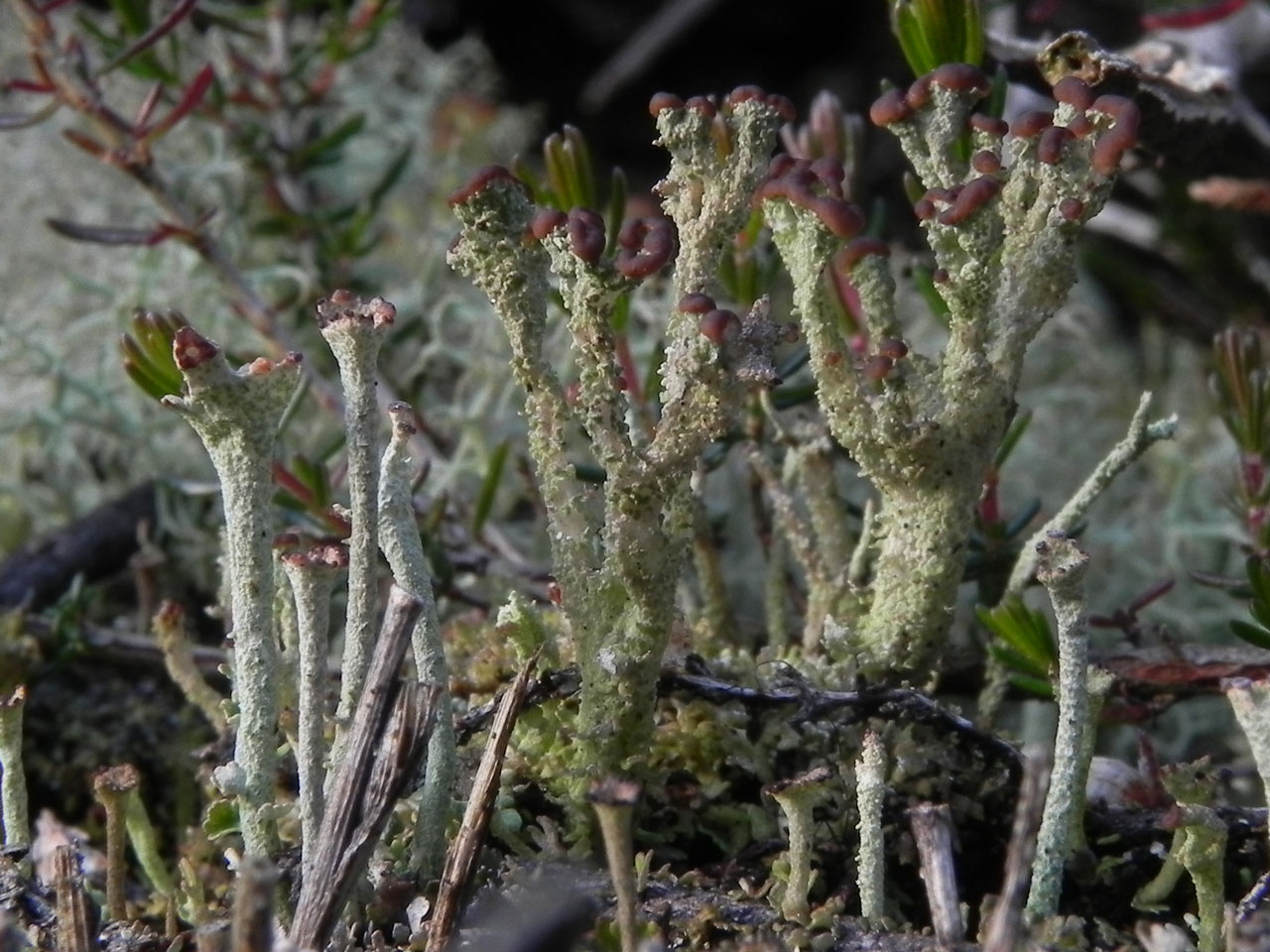 Cladonia phyllophora young podetia left, Cladonia ramulosa mature podetia right (with distinctive cracking and peeling of the cortex), The Ridge, Lyndhurst, New Forest © Neil A Sanderson Cladonia phyllophora, The Ridge, Lyndhurst, New Forest