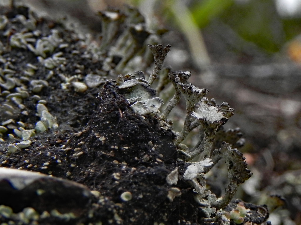 Cladonia subcervicornis, podetia, Long Water Lawn, New Forest