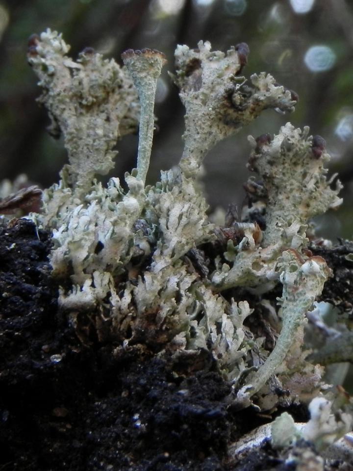 Cladonia phyllophora, in a hollow way in heathland, Rock Hill, Burley, New Forest © Neil A Sanderson Cladonia phyllophora, Rock Hill, Burley, New Forest