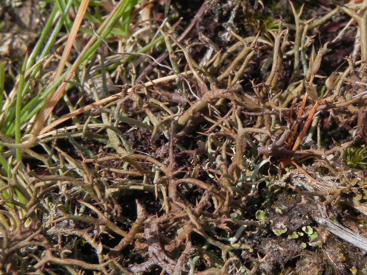 Cladonia furcata subsp. furcata, Gravelly Marsh, Beaulieu