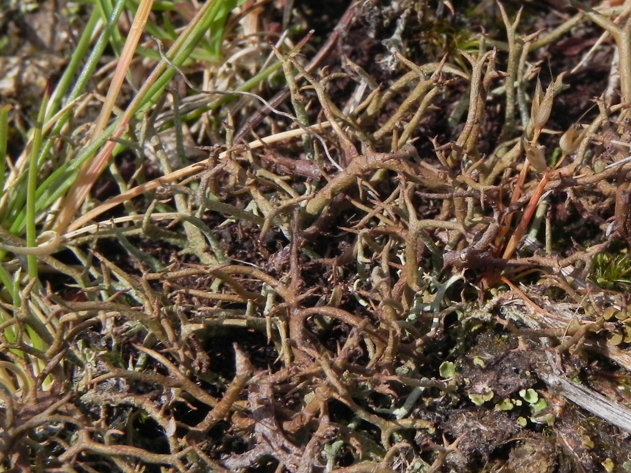 Cladonia furcata subsp. furcata, in parched acid grassland on coastal shingle, Gravelly Marsh, Beaulieu, New Forest © Neil A Sanderson Cladonia furcata subsp. furcata, Gravelly Marsh, Beaulieu