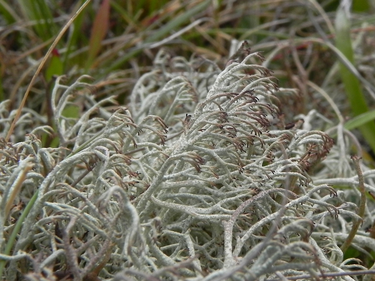 Cladonia ciliata var. tenuis, Gravelly Marsh, Beaulieu, New Forest