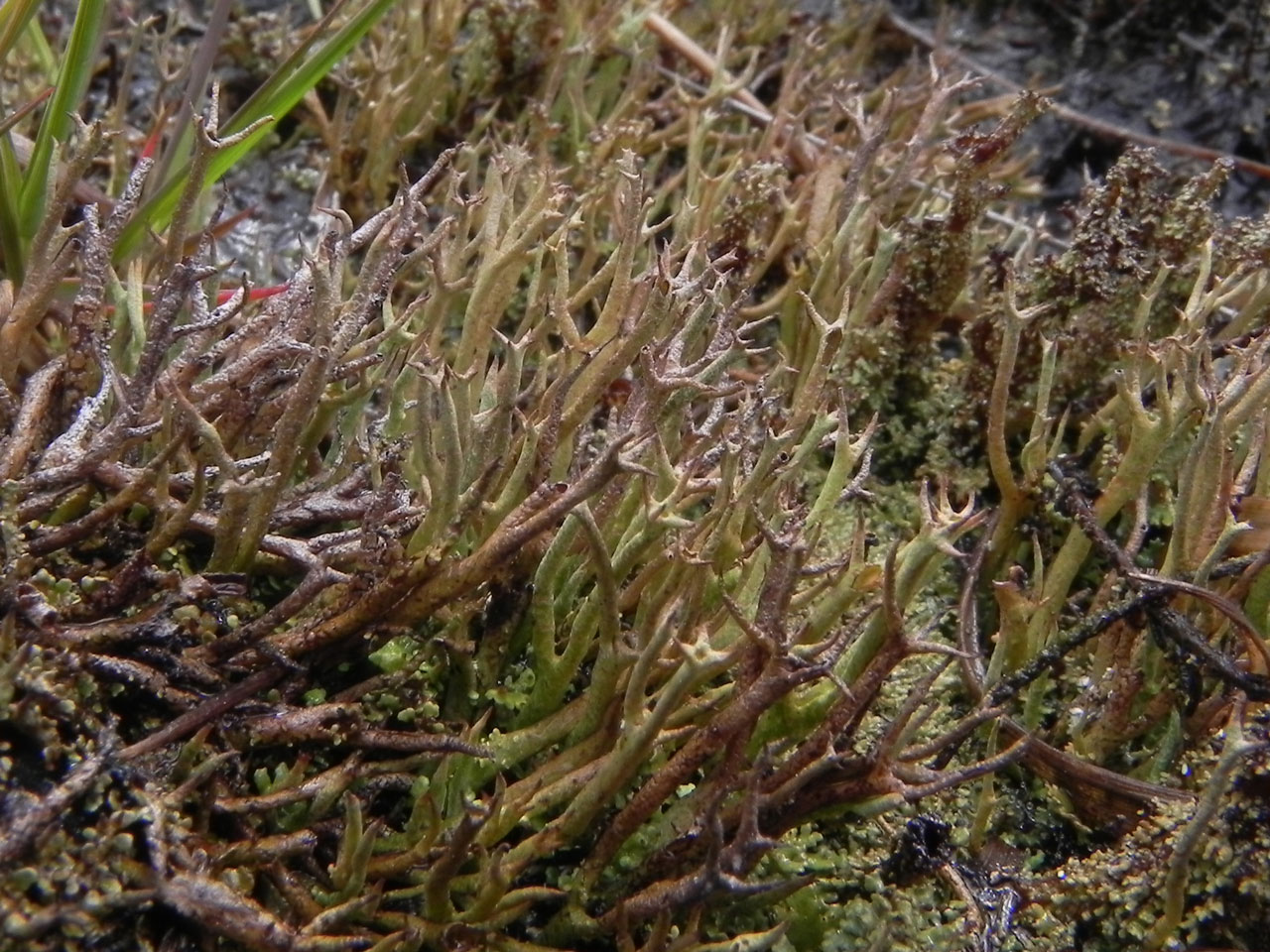 Cladonia crispata var. cetrariiformis, humid heath, Starpole Pond, New Forest © Neil A Sanderson Cladonia crispata var. cetrariiformis, New Forest