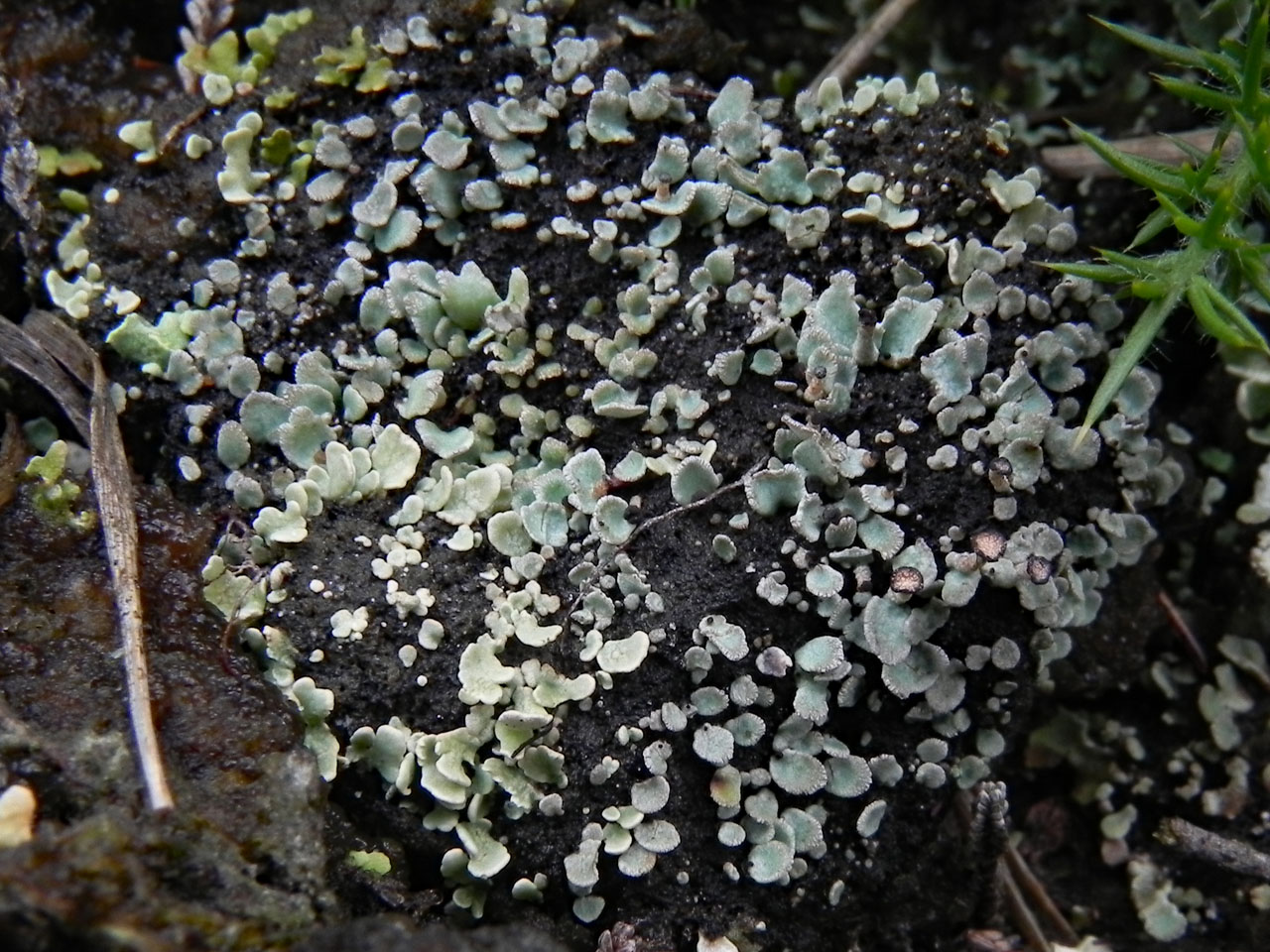 Young Cladonia subcervicornis (blueish dominant) with Cladonia strepsilis (pale green bottom left) regenerating after a controlled burn in Humid Heath, Dibden Bottom, New Forest © Neil A Sanderson  Cladonia subcervicornis, Cladonia strepsilis, young, Dibden Bottom, New Forest