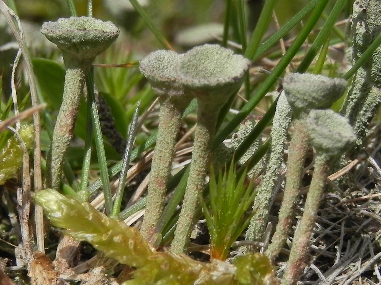 Cladonia cryptochlorophaea, Sussex