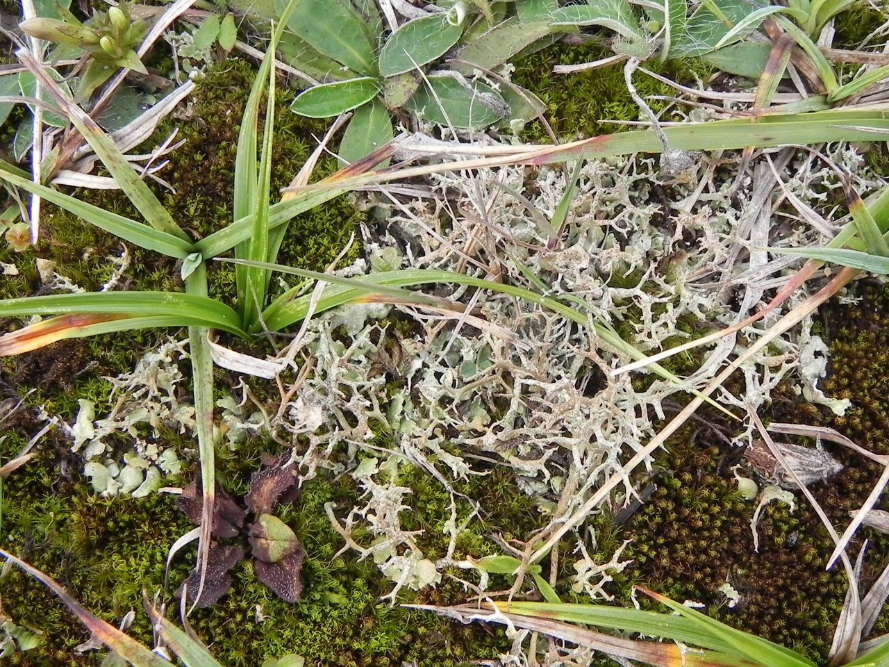 Cladonia rangiformis, young podetia growing from basal squamules, base rich grassland on old runway, Beaulieu Heath, New Forest © Neil A Sanderson Cladonia rangiformis, Beaulieu Heath, New Forest
