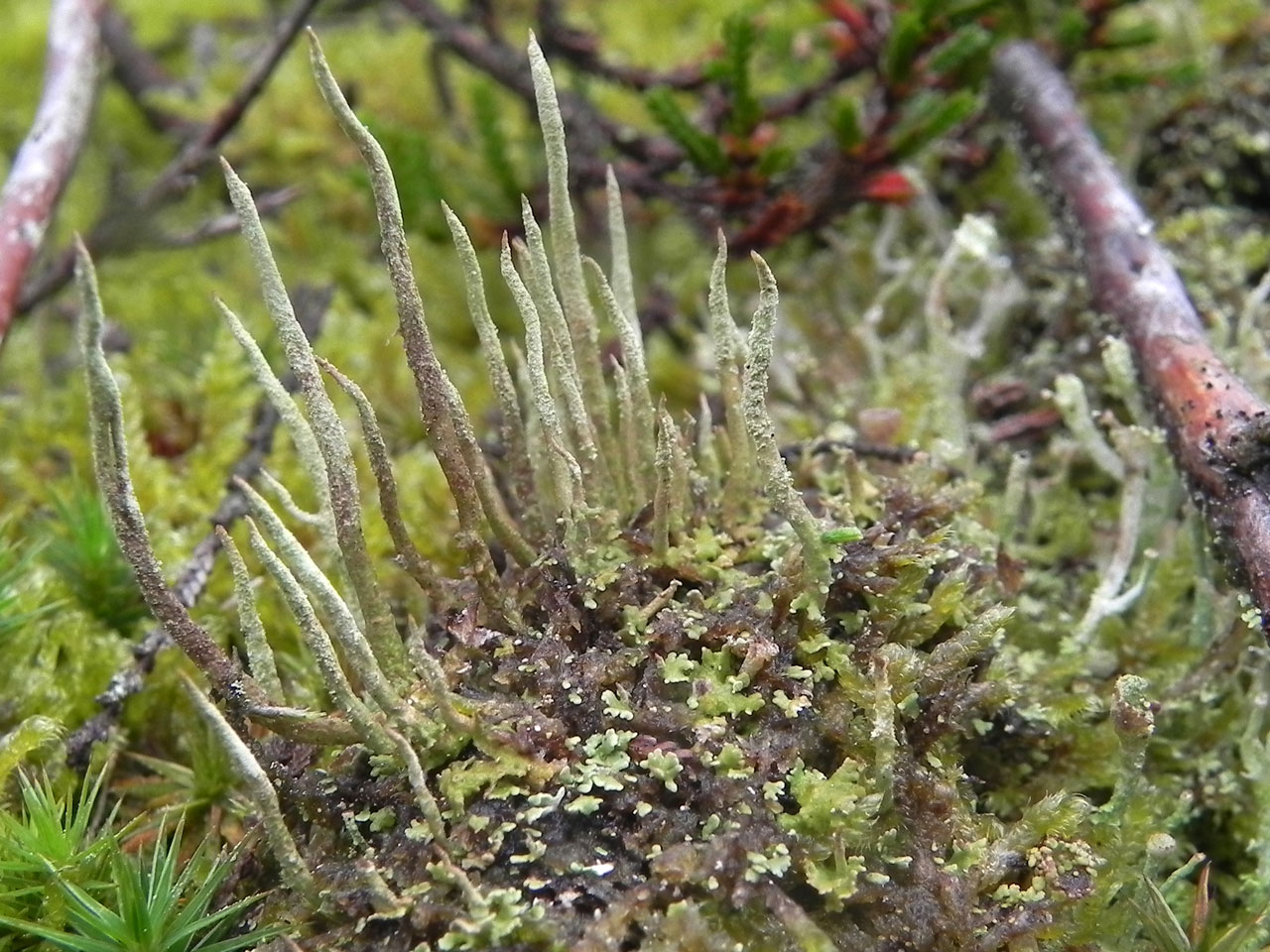 Cladonia cornuta, in open dry hearth, Cranmer Bottom, Woolmer Forest © Neil A Sanderson  Cladonia cornuta, Cranmer Bottom, Woolmer Forest