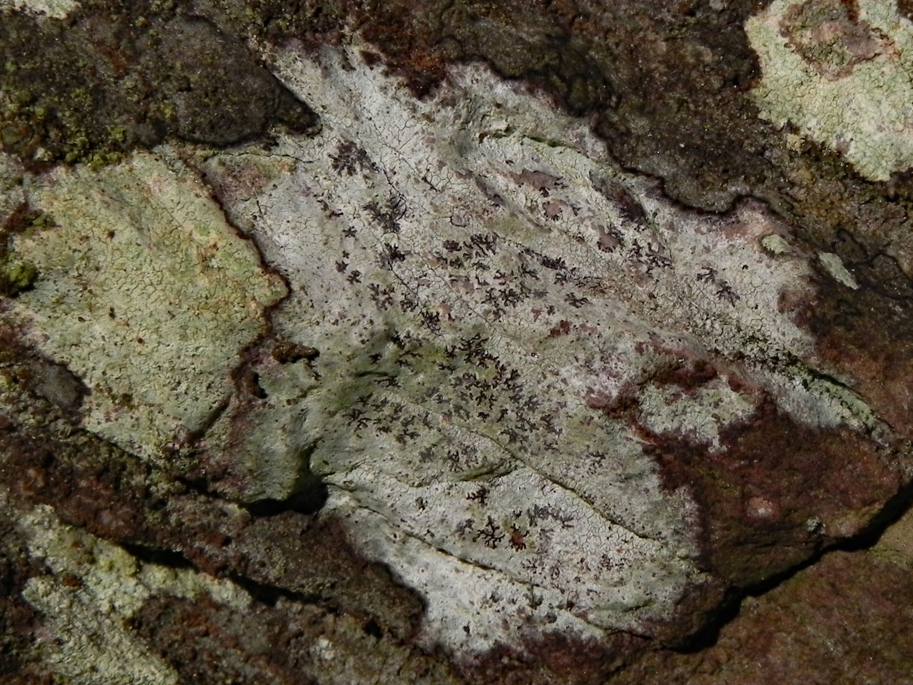 Reichlingia dendritica on an overhanging rock outcrop in oceanic woodland, Rowbarrow, Horner Woods © Neil A Sanderson Reichlingia dendritica, Horner Woods