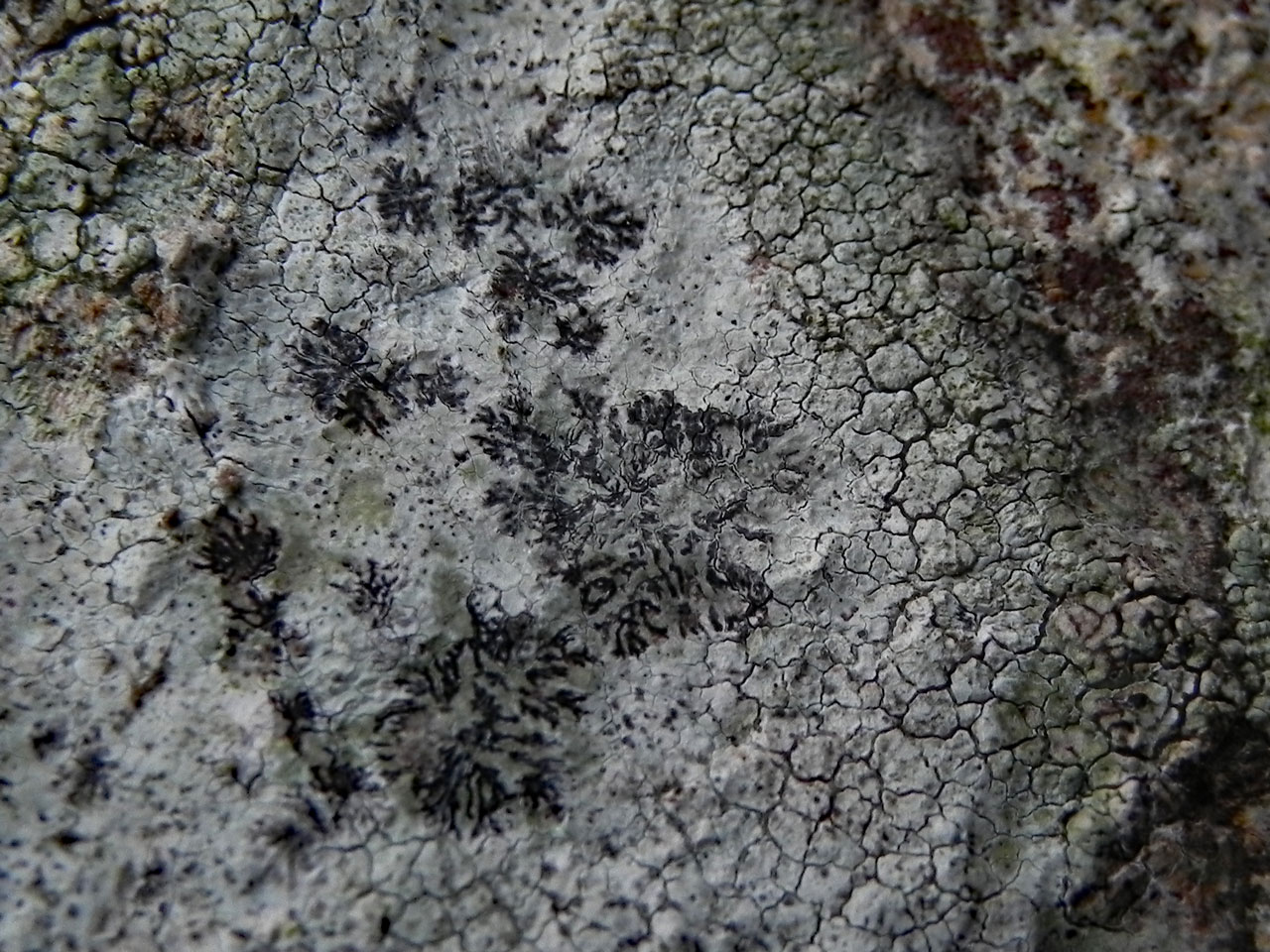 Reichlingia dendritica, a close view, on an overhanging rock outcrop in oceanic woodland, Rowbarrow, Horner Woods © Neil A Sanderson Reichlingia dendritica, Horner Woods