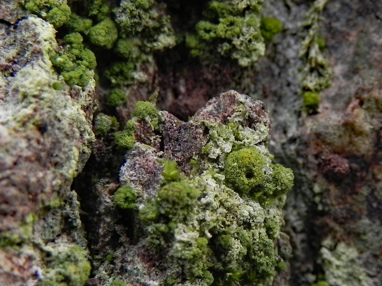Coenogonium nimisii, Mallard Wood, New Forest