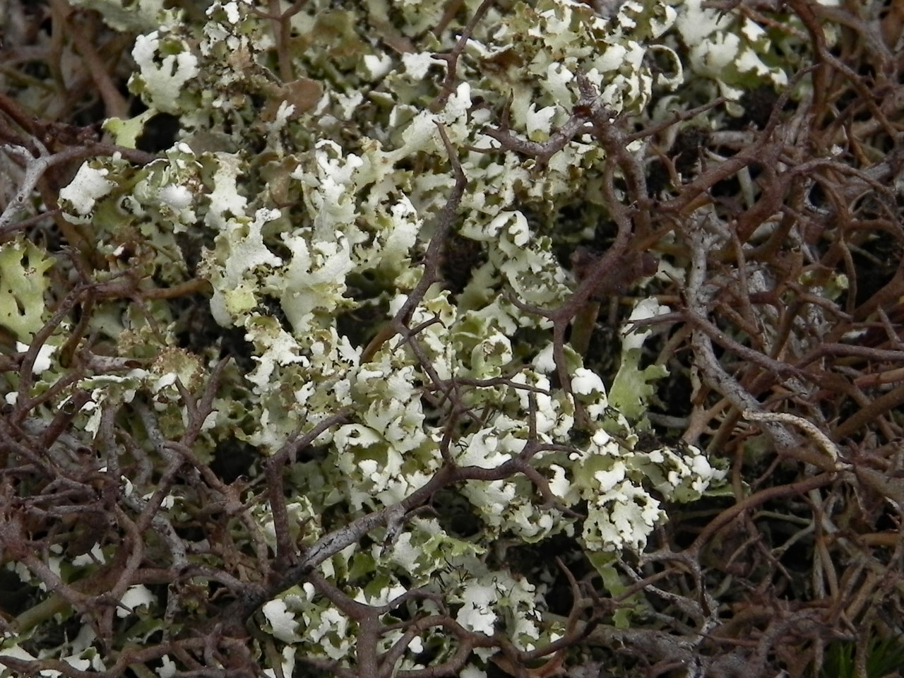Cladonia foliacea, with Cladonia furcata subsp. furcata, costal shingle, Browndown, Hampshire © Neil A Sanderson  Cladonia foliacea, Browndown, Hampshire