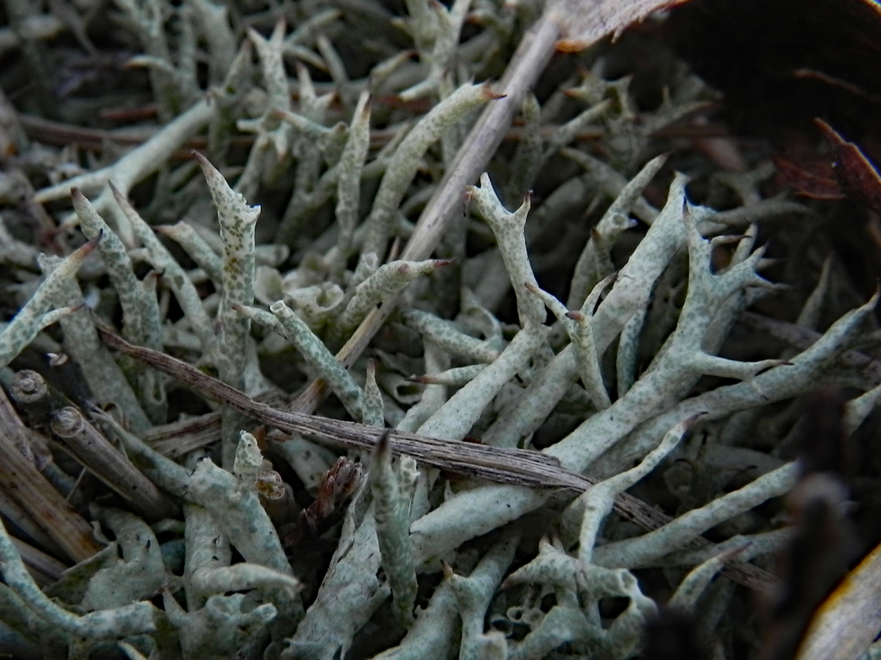 Cladonia uncialis subsp. biuncialis, showing the ‘giraffe-skin’ pattern, humid heath, Shatterford Bottom, New Forest © Neil A Sanderson Cladonia uncialis subsp. biuncialis, Shatterford Bottom, New Forest