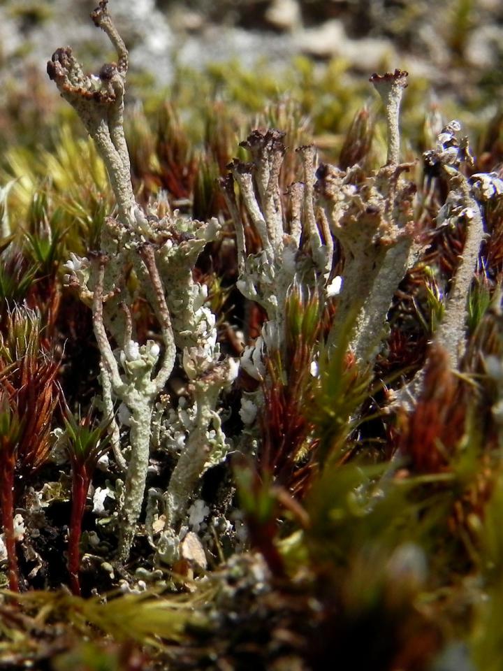 Cladonia phyllophora, on humus over granite, Shaptor, Dartmoor © Neil A Sanderson Cladonia phyllophora, Shaptor, Dartmoor
