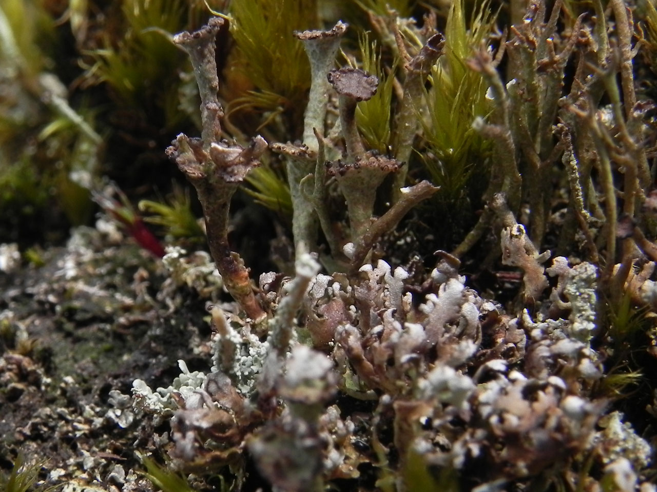 Cladonia cervicornis, on humus over granite, showing elongate and dissected basal squamules and stouter stacking cups than are typical of C. verticillata, Shaptor, Dartmoor © Neil A Sanderson Cladonia cervicornis, Shaptor, Dartmoor