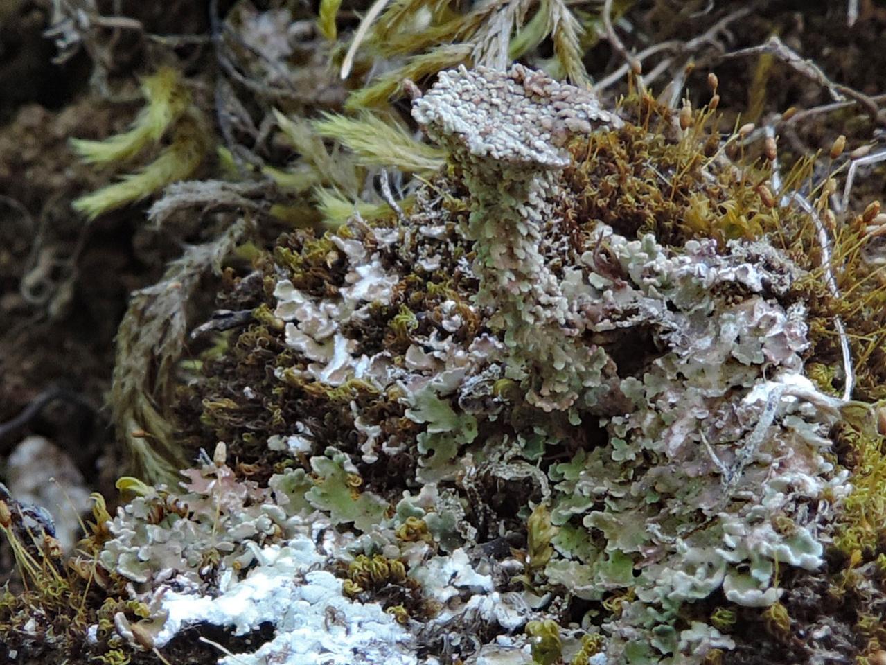 Cladonia pocillum, in open chalk grassland developed in chalk cutting, Micheldever Chalkies, Hampshire © Neil A Sanderson Cladonia pocillum, Micheldever, Hampshire
