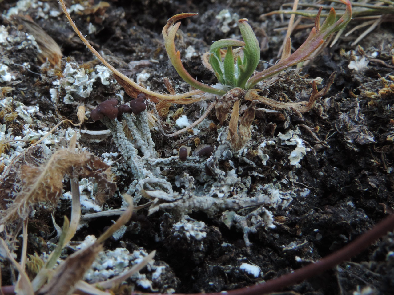 Cladonia cariosa, in Parched Acid Grassland in base of old gravel pit, Pipers Wait, New Forest  © Neil A Sanderson Cladonia cariosa, Pipers Wait, New Forest