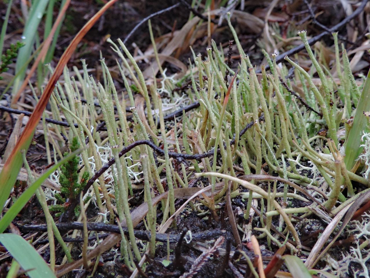Cladonia gracilis, in humid heath, Starpole Pond, New Forest © Neil A Sanderson Cladonia gracilis, Starpole Pond, New Forest