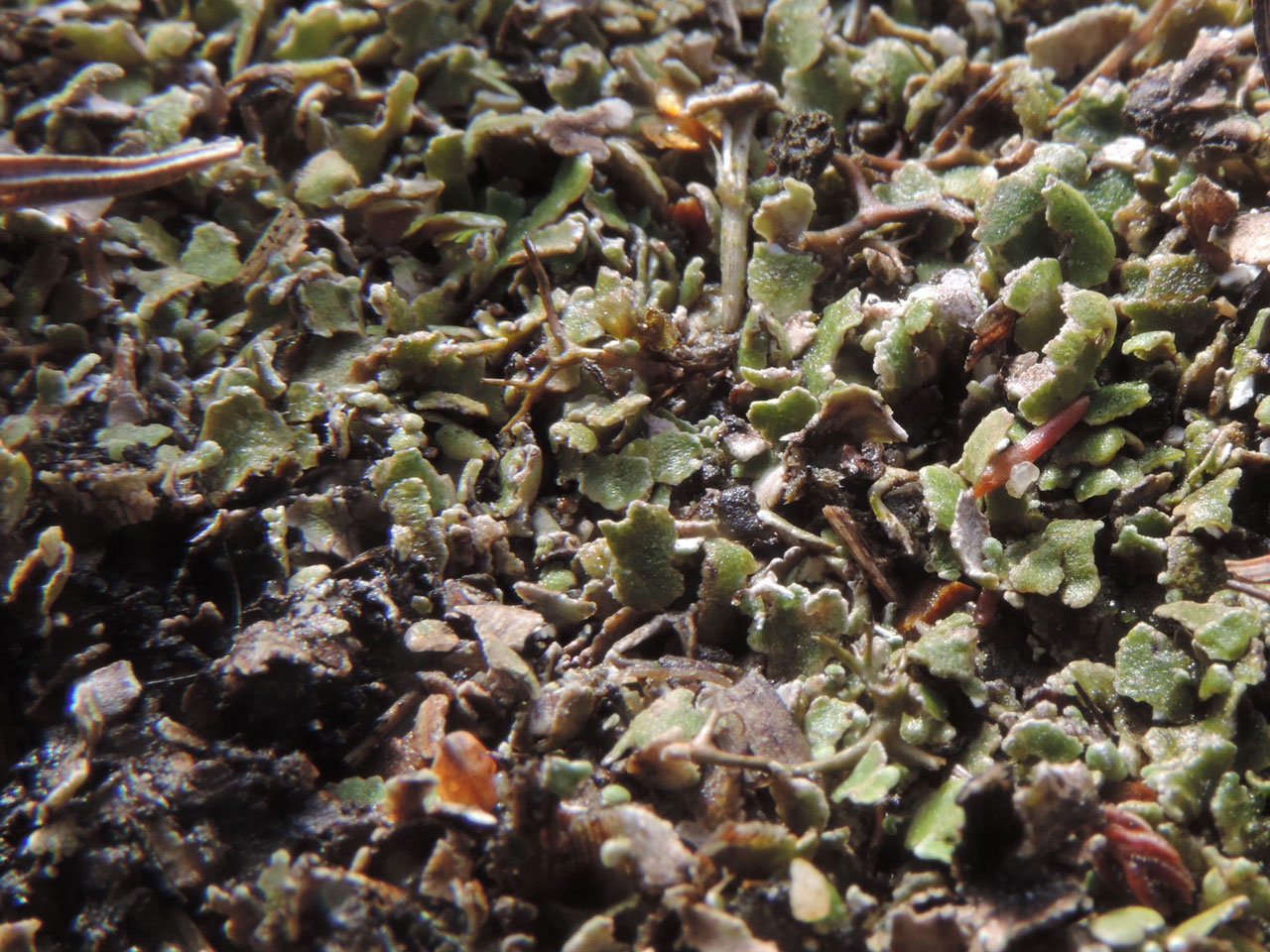 Cladonia firma wet squamules in a base enriched parched grassland, Matley, New Forest (same population as photo to left)  © Neil A Sanderson Cladonia firma wet, Matley, New Forest
