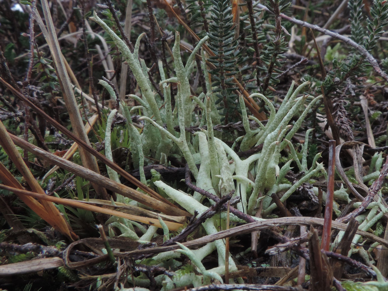 Cladonia uncialis subsp. biuncialis, in humid heath, Burley Moor, New Forest © Neil A Sanderson Cladonia uncialis subsp. biuncialis, Burley Moor, New Forest