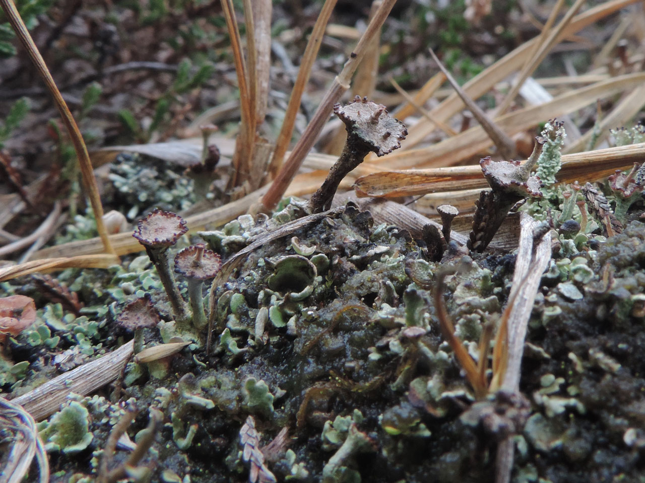 Cladonia verticillata, young material with the distinctive rounded squamules prominent, humid heath, Burley Moor, New Forest © Neil A Sanderson Cladonia verticillata, Burley Moor, New Forest