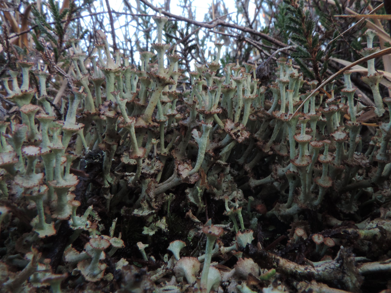 Cladonia verticillata, mature podetia in their pomp, with no basal squamules present, wet heath, Harvest Slade Bottom, New Forest © Neil A Sanderson Cladonia verticillata, Harvest Slade Bottom, New Forest