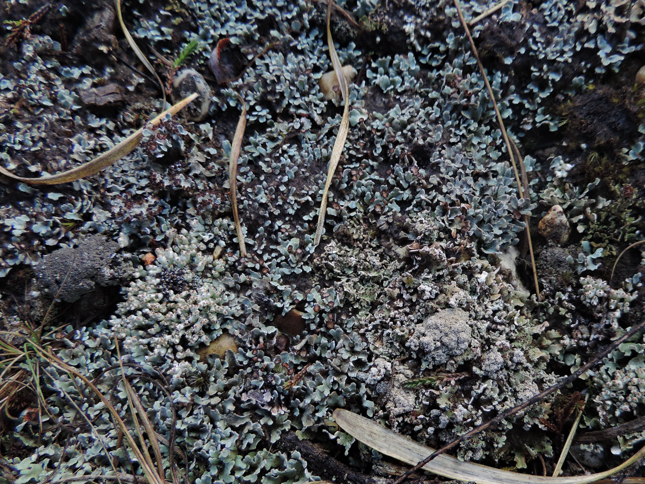 Cladonia subcervicornis, terrestrial, Yew Tree Heath, New Forest