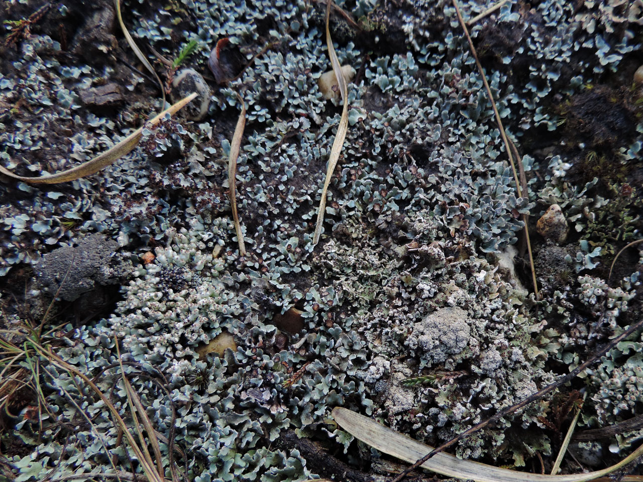 Moist Cladonia subcervicornis (blue), terrestrial on base of WWII gravel pit in heath, with Pyconothelia papilaria and sorediate Cladonia strepsilis, Yew Tree Heath, New Forest © Neil A Sanderson Cladonia subcervicornis, terrestrial, Yew Tree Heath, New Forest