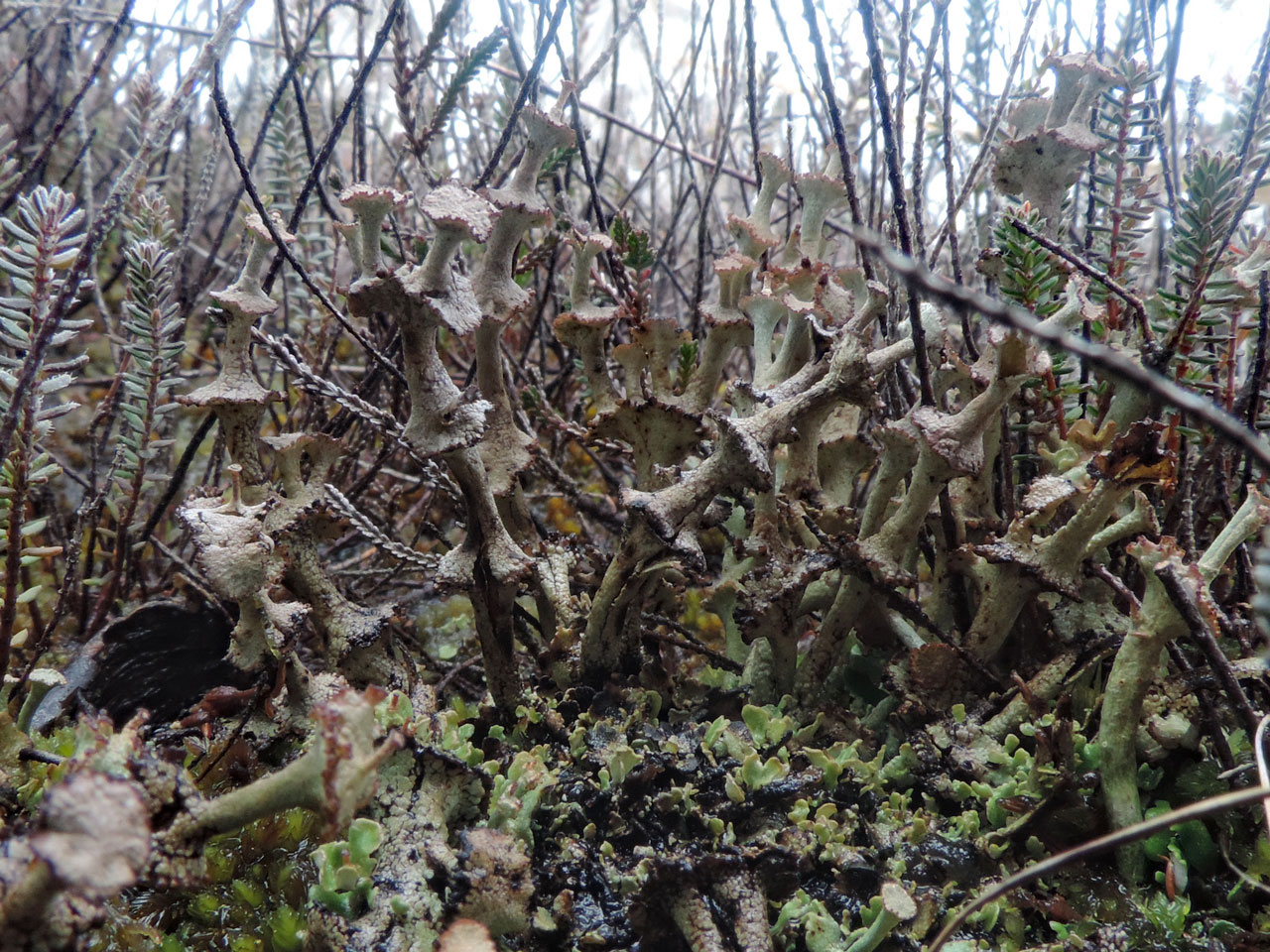 Cladonia verticillata, wet heath, Summerlug Hill, Holt Heath, Dorset © Neil A Sanderson Cladonia verticillata, Summerlug Hill, Holt Heath, Dorset