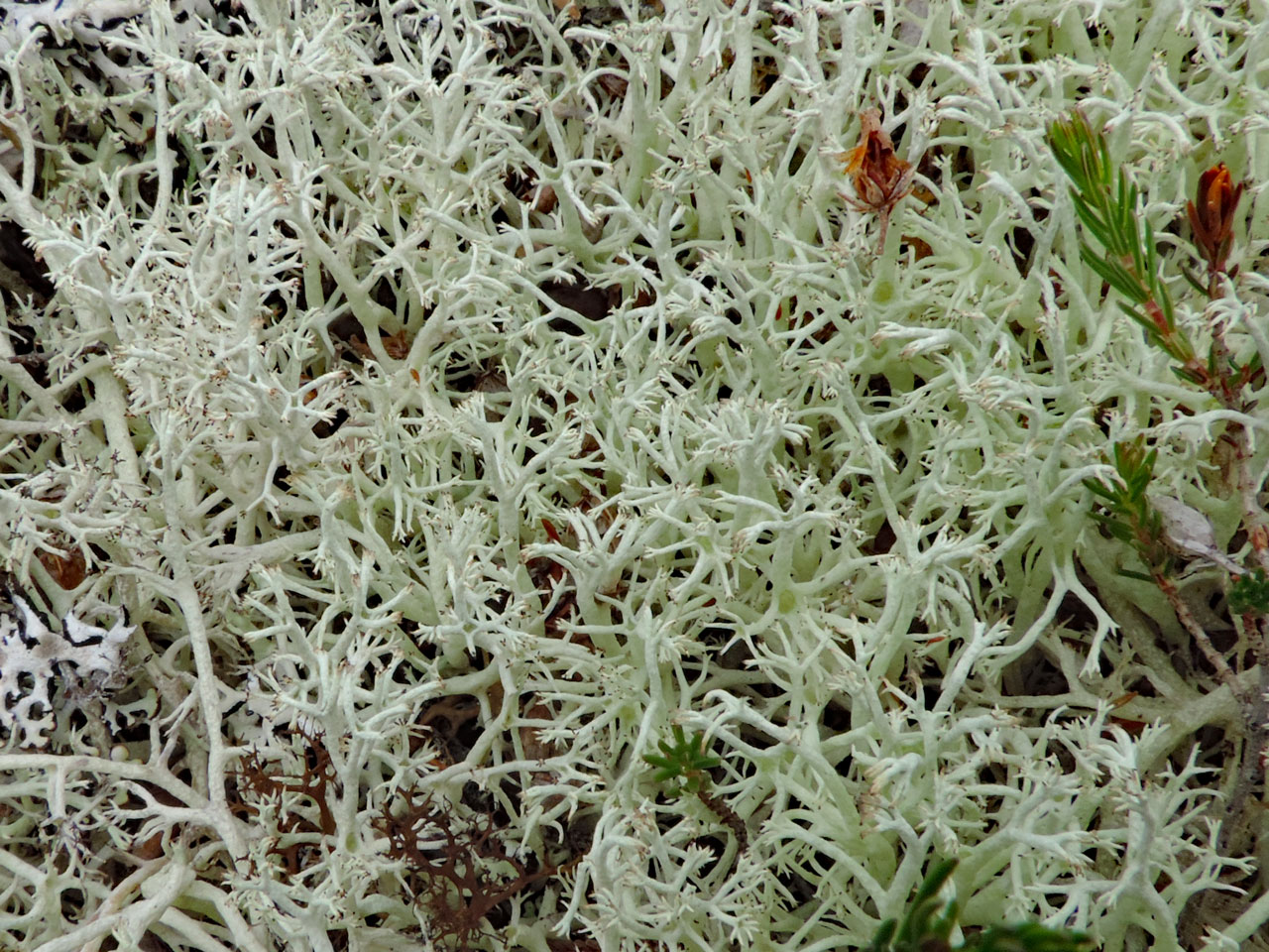 Cladonia mitis, grey dune, Findhorn Dunes, Moray © Neil A Sanderson Cladonia mitis, Findhorn Dunes, Moray