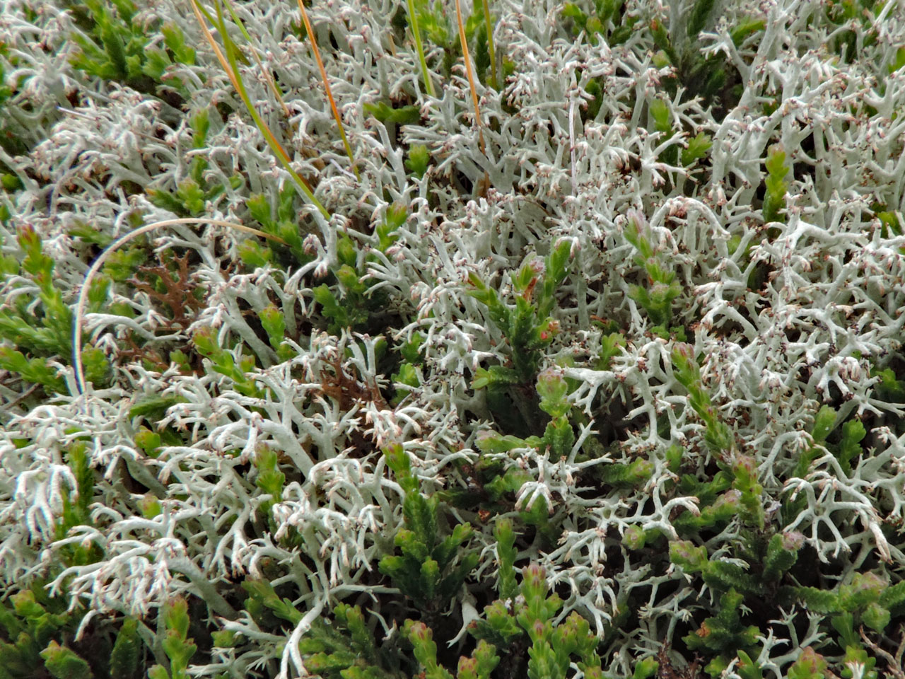 Cladonia mitis, grey dune, Findhorn Dunes, Moray © Neil A Sanderson Cladonia mitis, Findhorn Dunes, Moray