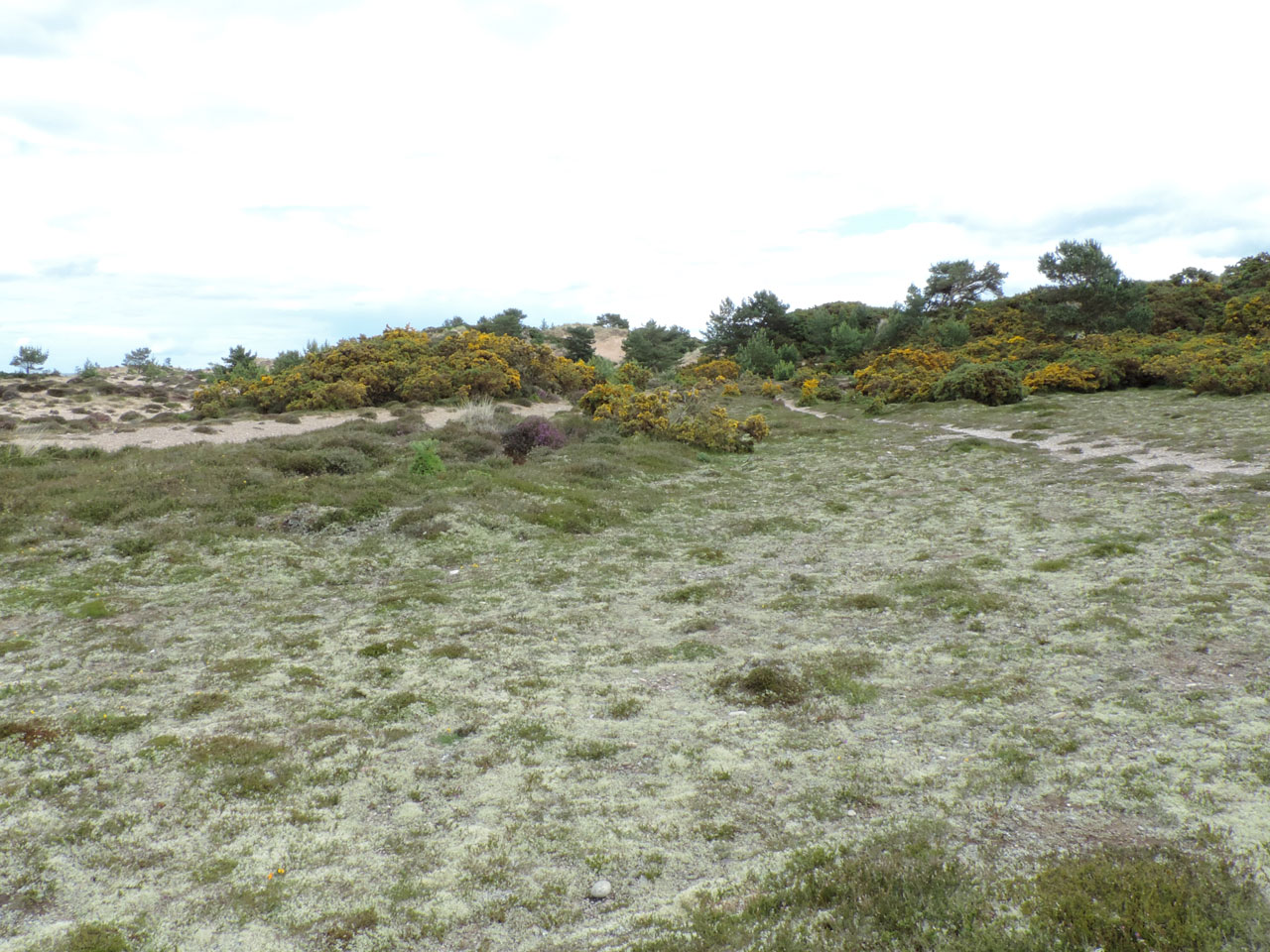 Cladonia mitis, habitat, grey dune developing in a blow out in an active dune system, Findhorn Dunes, Moray © Neil A Sanderson Cladonia mitis, Findhorn Dunes, Moray