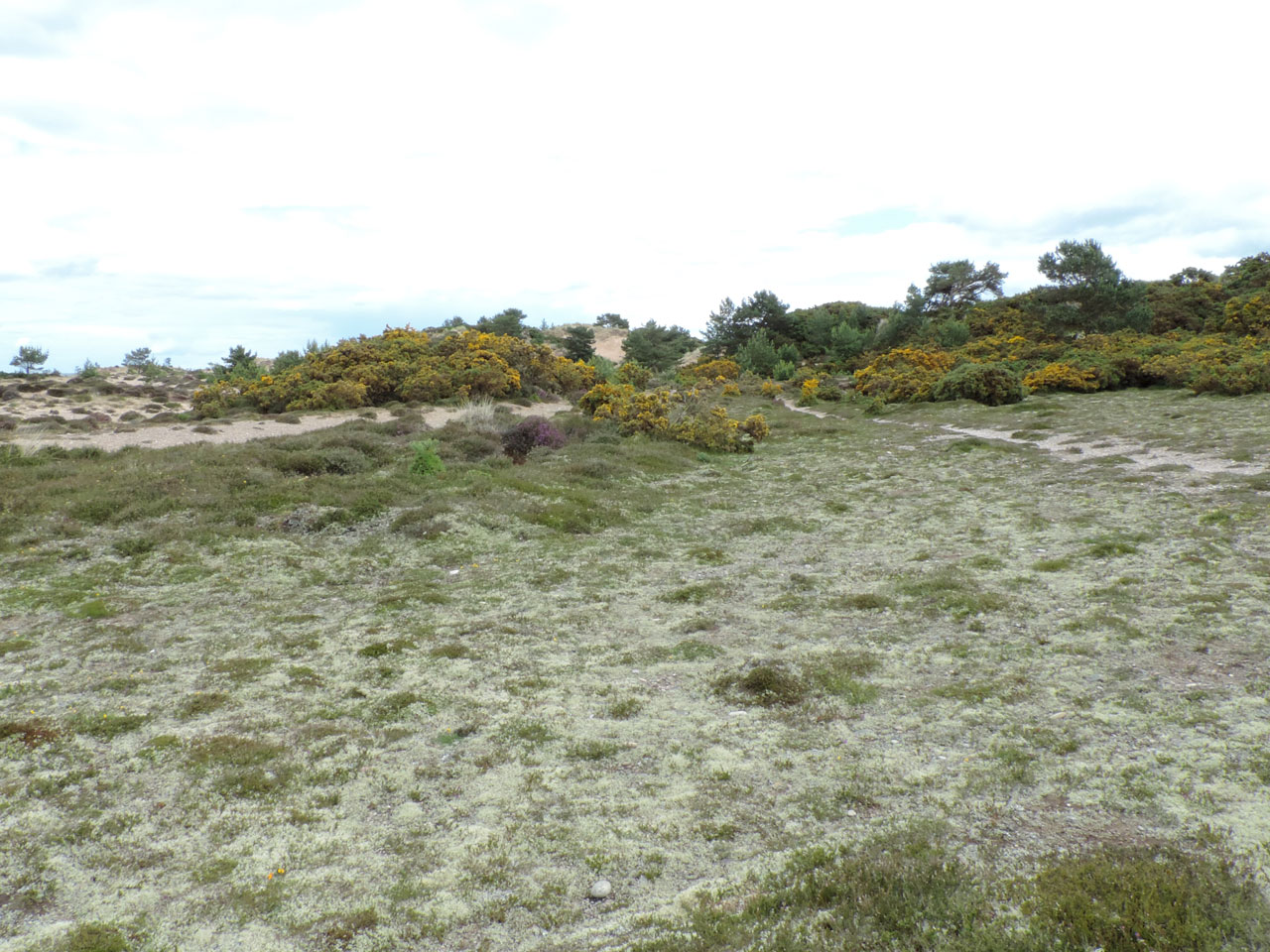 Cladonia mitis, Findhorn Dunes, Moray