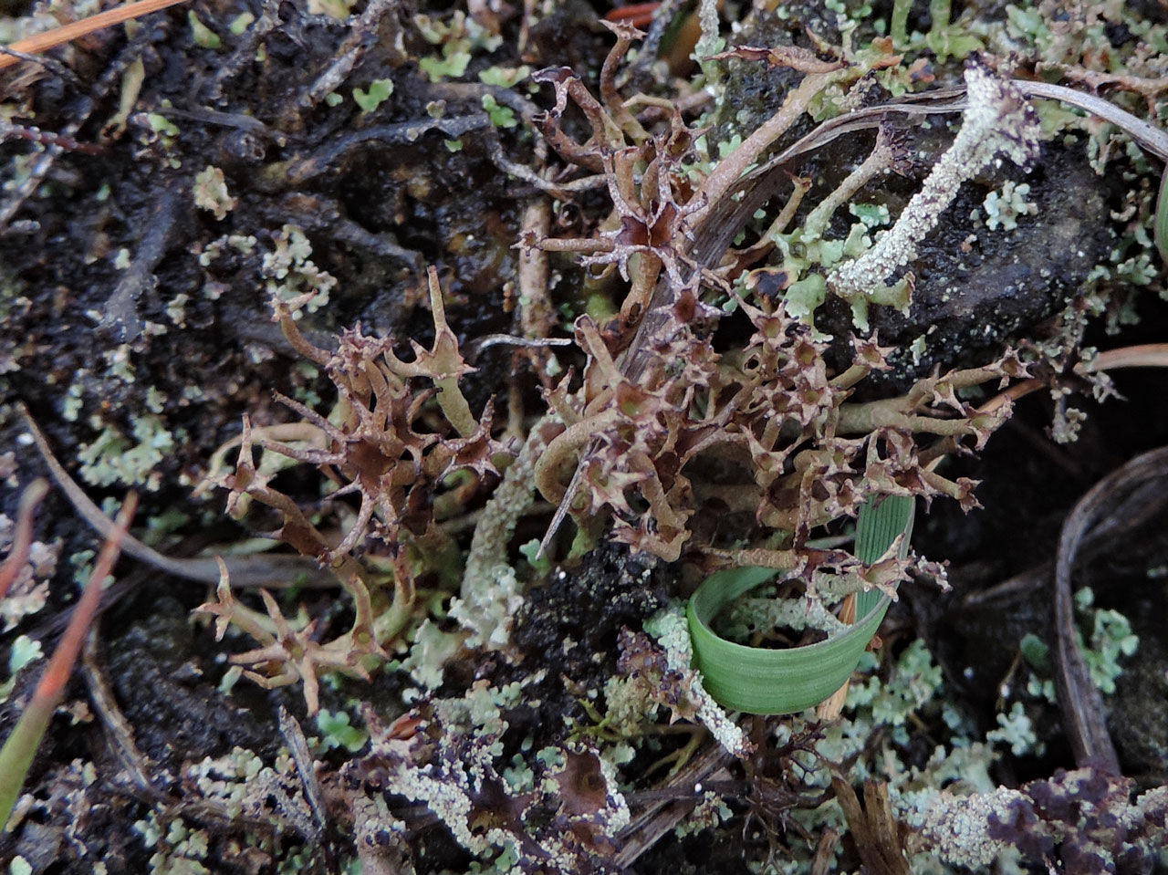 Cladonia crispata var. cetrariiformis, humid heath, Strodgemoor, New Forest © Neil A Sanderson Cladonia crispata var. cetrariiformis, New Forest