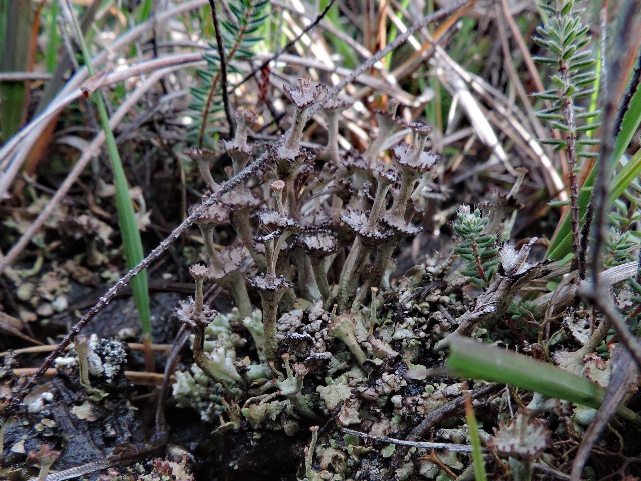 Cladonia verticillata, mature podetia with some rounded basal squamules still present, wet heath, Strodgemoor, New Forest © Neil A Sanderson Cladonia verticillata, Strodgemoor, New Forest