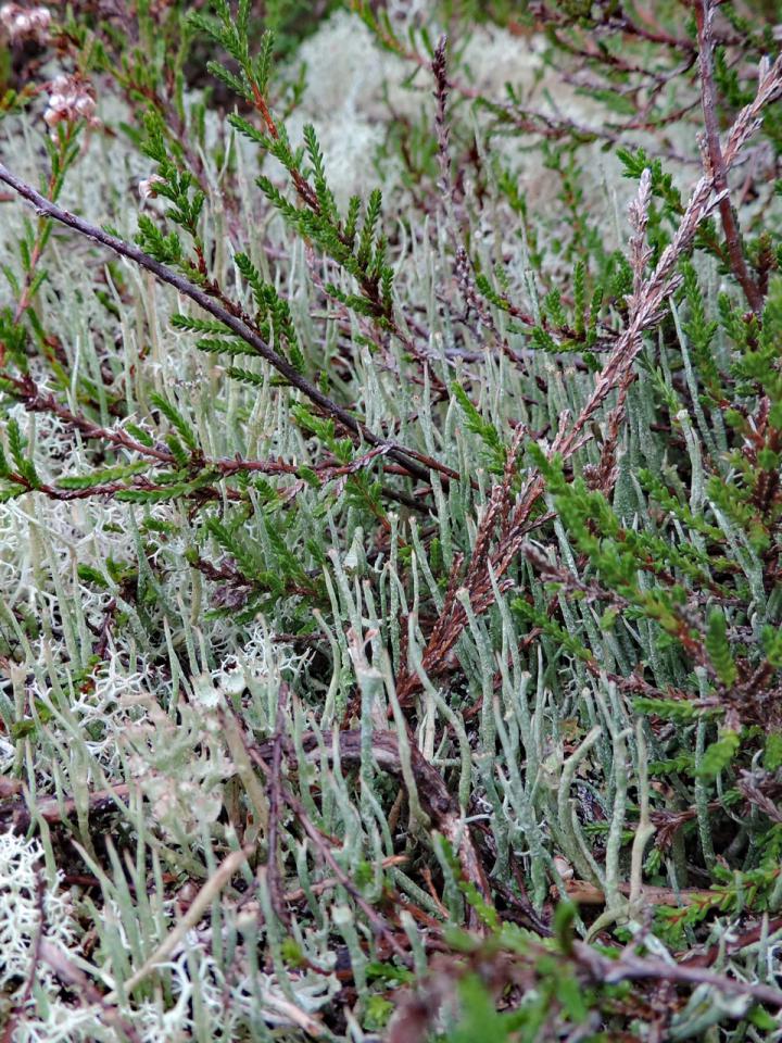 Cladonia gracilis, a visually attractive stand in humid heath, Setley Common, Roydon Woods NR, New Forest © Neil A Sanderson Cladonia gracilis, Roydon Woods NR, New Forest