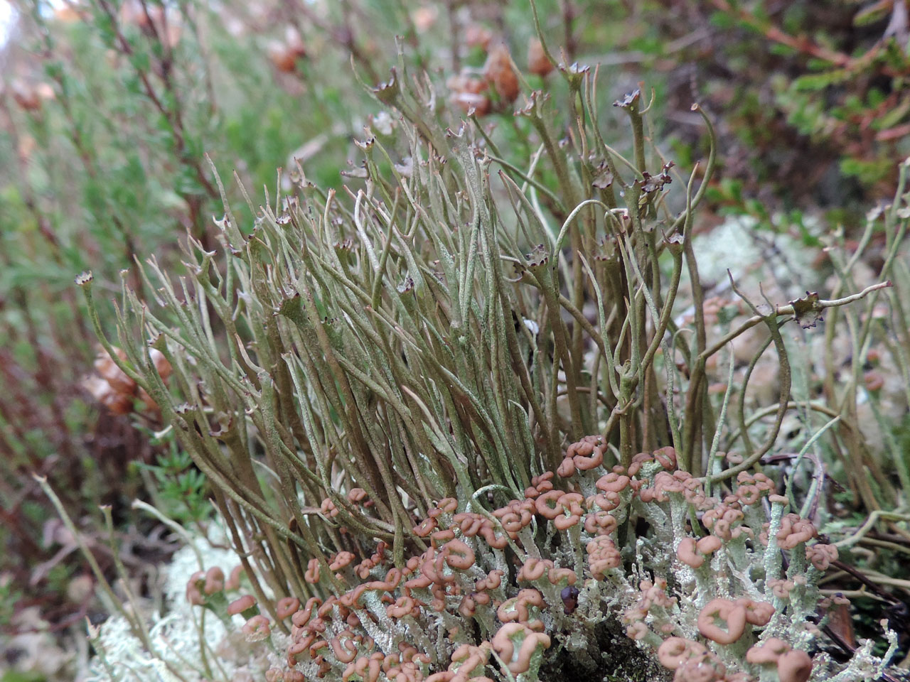Cladonia gracilis, paler form in humid heath, Setley Common, Roydon Woods NR, New Forest © Neil A Sanderson Cladonia gracilis, Roydon Woods NR, New Forest