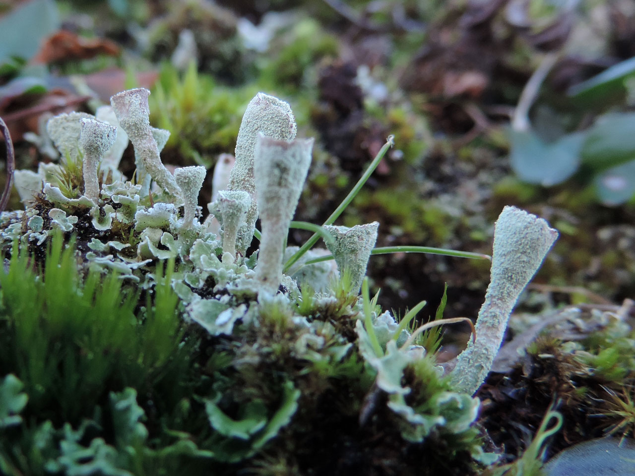 Cladonia humilis, Roydon Woods, New Forest