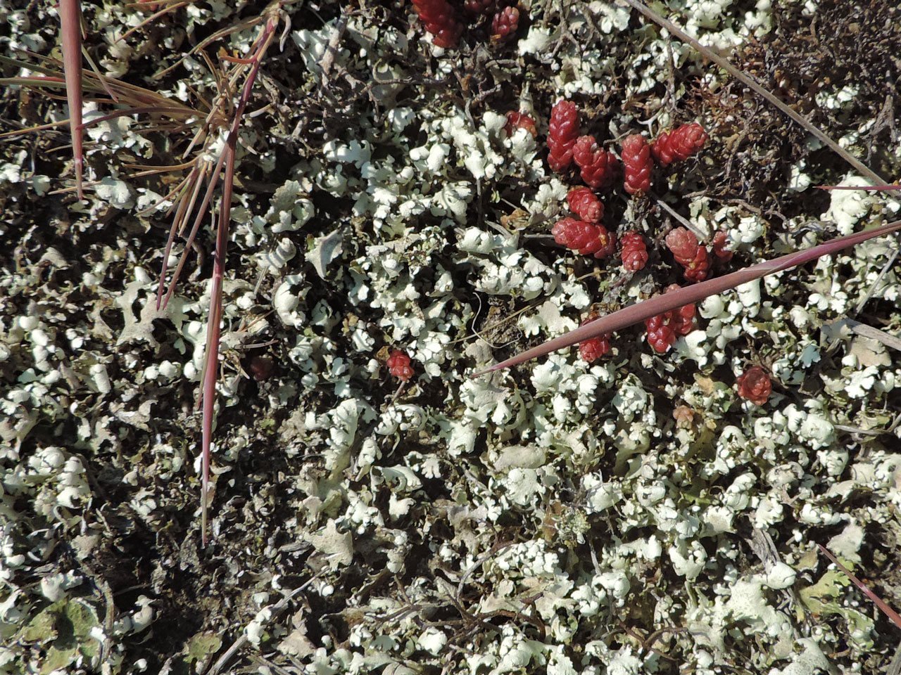 Cladonia foliacea, summer snow, dry squamules in sand dune, Blakeney Point, Norfolk © Neil A Sanderson  Cladonia foliacea, dry, Blakeney Point, Norfolk