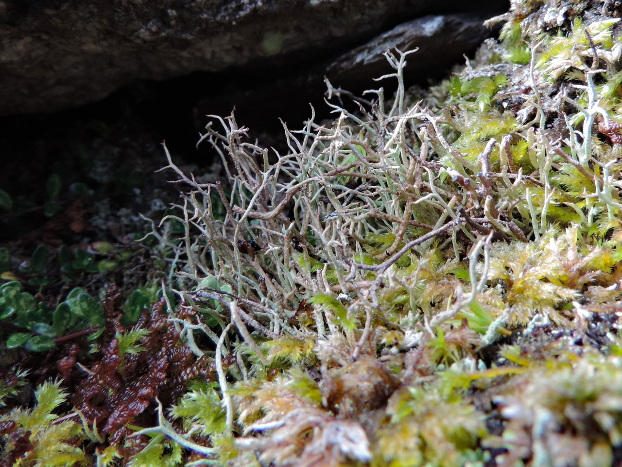 Cladonia stereoclada, dark grey solid central axes viable to right, in crevice between rocks, coastal moorland, Clogher Head, Dingle © Neil A Sanderson Cladonia stereoclada, Clogher Head, Dingle