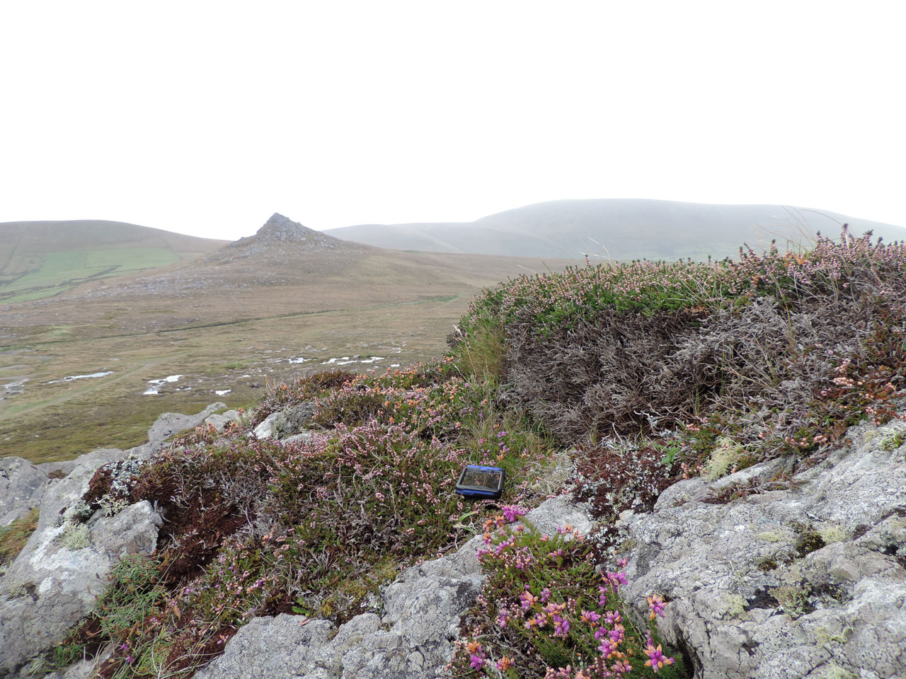 Cladonia stereoclada, habitat; thin humus over rock, coastal moorland, Clogher Head, Dingle © Neil A Sanderson Cladonia stereoclada, Clogher Head, Dingle