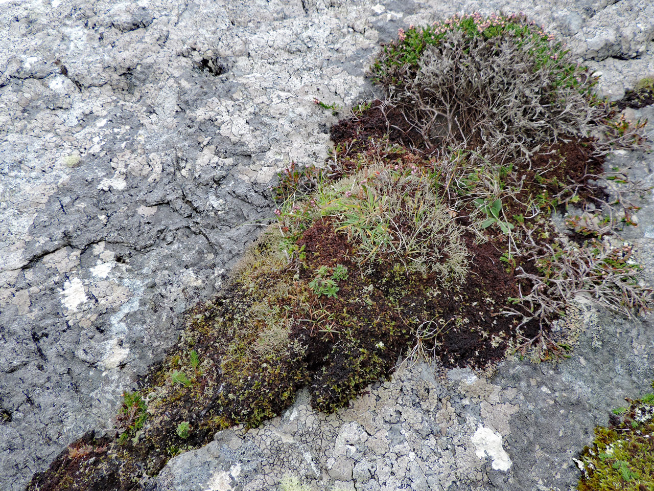 Cladonia stereoclada, habitat; thin humus over rock, coastal moorland, Clogher Head, Dingle © Neil A Sanderson Cladonia stereoclada, Clogher Head, Dingle