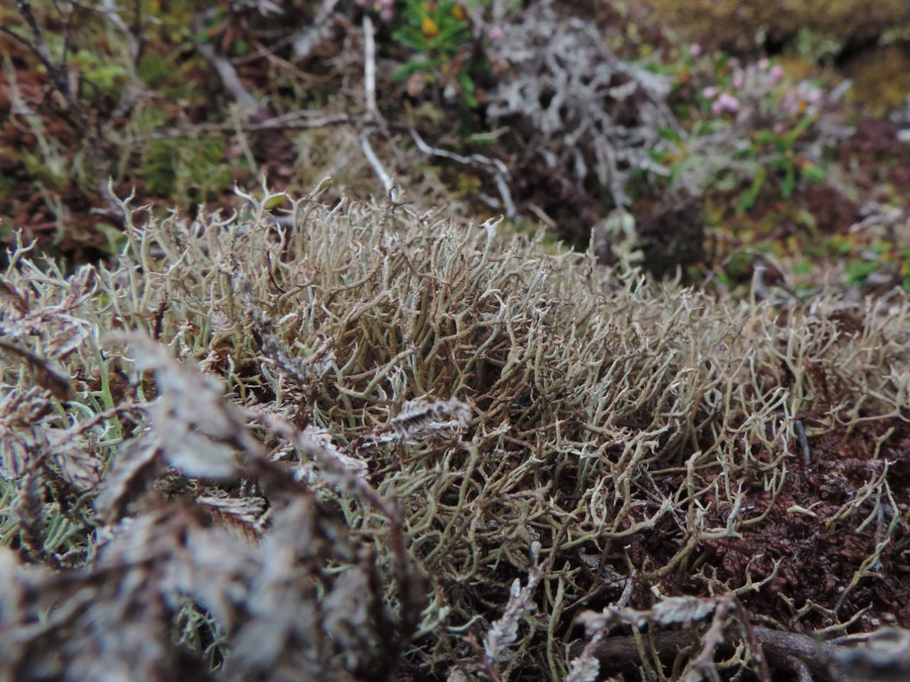 Cladonia stereoclada, Clogher Head, Dingle